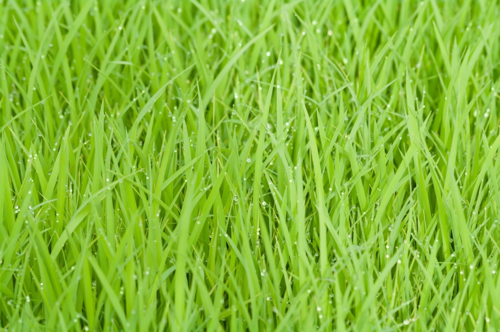 rice-field-green-grass-nature-53615